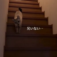 階段を下りてくる猫