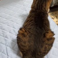 背中を向けて座る猫