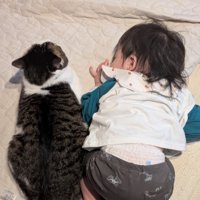 添い寝する猫