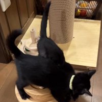 黄色い首輪を着けた子猫にじゃれつかれる、ピンクの首輪を着けた子猫