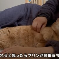 添い寝して甘えている猫
