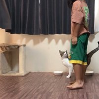 見上げる猫