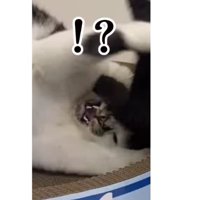 猫と子猫のケンカ