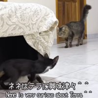 猫のことを見ている白黒の子猫