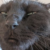 人間のような猫の顔