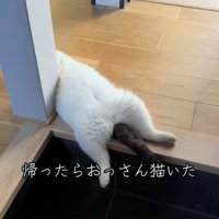玄関で寝ている猫の下半身