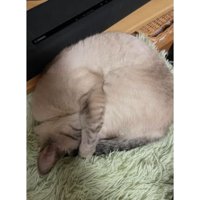 寝ている猫