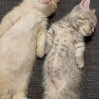 ソファで眠る2匹のマンチカン