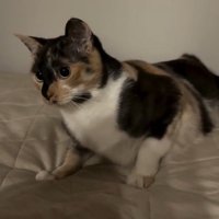 前足で踏ん張る猫