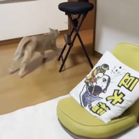 走っている猫