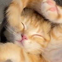 寝ている茶トラ（アップ）