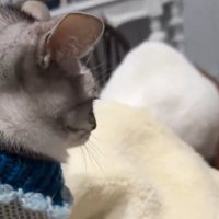 帽子に潜り込もうとする猫とそれを見守る猫