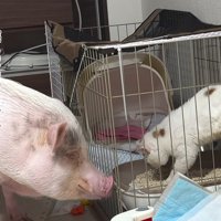 ブタに見られる猫