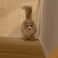 階段を上ろうとする猫