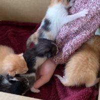 人の腕をよじ登る三毛猫