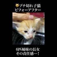 なでなで