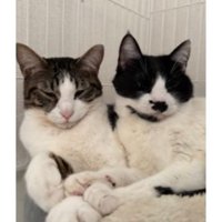 室内にいる猫たち