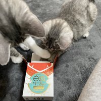 箱の中に入ろうと試みる子猫と邪魔する猫