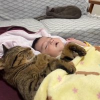 赤ちゃんと一緒の布団で寝る猫