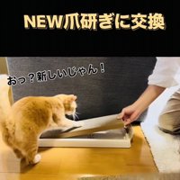 新しい爪研ぎで爪を研ごうとする茶トラ猫