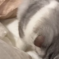 布団に入ろうとしている猫