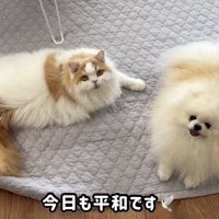 仲良しなふたり