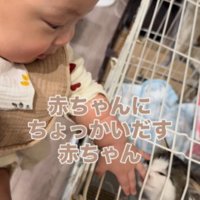 子猫を触ろうとする赤ちゃん