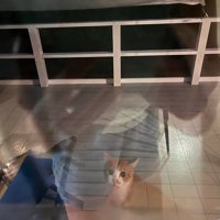 家の中を見る猫
