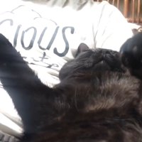 正面から見た天くん