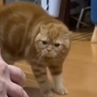 ヒゲを前に突き出して身を固くする茶トラ猫