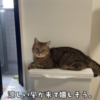 ゴミ箱の上でこちらを向いている猫さん
