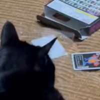トランプと黒猫の頭
