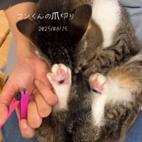 足を伸ばす猫