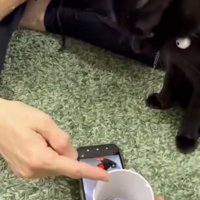 おやつを指す指を見つめる猫