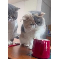 テーブルの上にいる猫