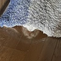 床に自分の姿が映っているキジ白猫