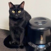 自動餌やり器の隣に座る黒猫