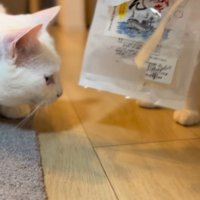 ゴミ箱から持ち出したものを運ぶ猫