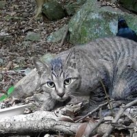 外にいる猫