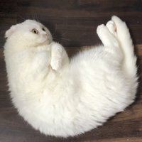 あごに手を添えて軽く丸まって横になる猫