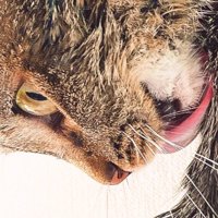 瞳孔が開いた猫