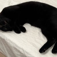 ベッドに横たわる猫