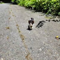 カメラに近づいてくる子猫