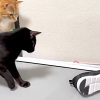 2匹の猫とスニーカー