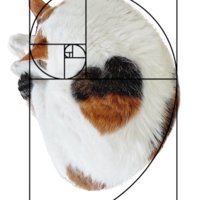 ハートの模様の猫