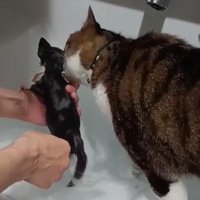 子猫をくわえる猫