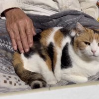 ミケの正面写真