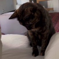 ベッドの上の猫