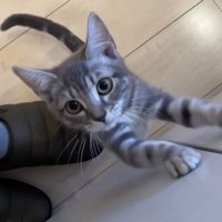 壁を登る子猫2