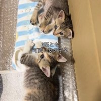 横になる2匹の子猫